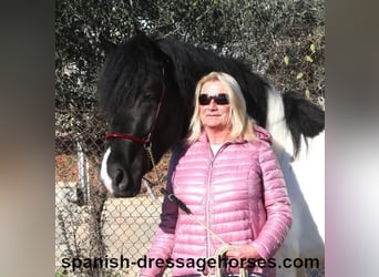 PRE Mix, Stallion, 3 years, 15,1 hh, Pinto