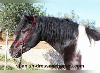 PRE Mix, Stallion, 3 years, 15,1 hh, Pinto