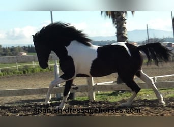 PRE Mix, Stallion, 3 years, 15,1 hh, Pinto