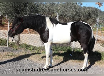 PRE Mix, Stallion, 3 years, 15,1 hh, Pinto