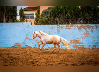 PRE Mix, Stallion, 3 years, 15.1 hh, Tobiano-all-colors