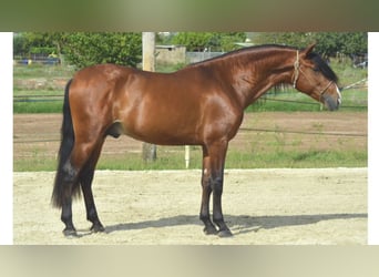 PRE Mix, Stallion, 3 years, 15.2 hh, Bay