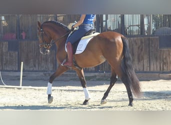 PRE Mix, Stallion, 3 years, 15.2 hh, Bay