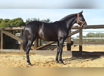 PRE, Stallion, 3 years, 15,2 hh, Black