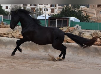 PRE, Stallion, 3 years, 15,2 hh, Black