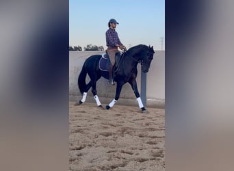 PRE, Stallion, 3 years, 15,2 hh, Black