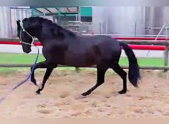 PRE Mix, Stallion, 3 years, 15.2 hh, Black