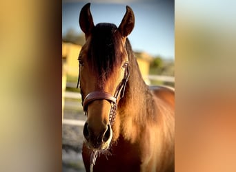 PRE Mix, Stallion, 3 years, 15,2 hh, Brown