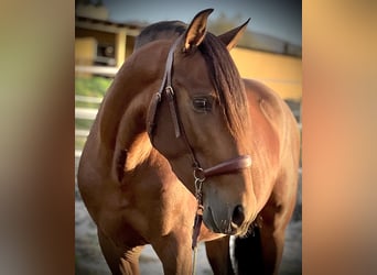 PRE Mix, Stallion, 3 years, 15,2 hh, Brown