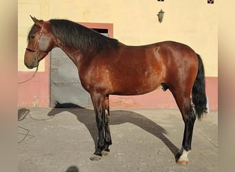 PRE, Stallion, 3 years, 15.2 hh, Brown