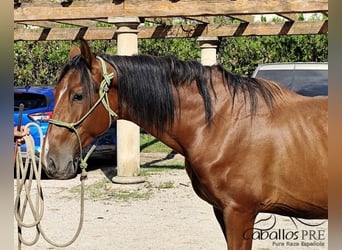 PRE Mix, Stallion, 3 years, 15.2 hh, Brown