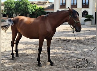 PRE Mix, Stallion, 3 years, 15.2 hh, Brown