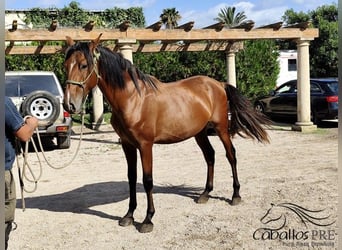 PRE Mix, Stallion, 3 years, 15.2 hh, Brown