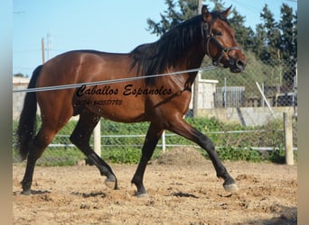 PRE, Stallion, 3 years, 15.2 hh, Brown