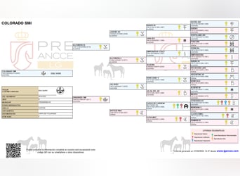 PRE, Stallion, 3 years, 15.2 hh, Brown