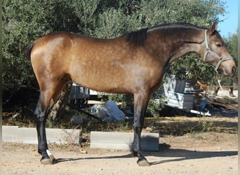 PRE, Stallion, 3 years, 15.2 hh, Buckskin