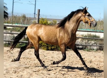 PRE, Stallion, 3 years, 15.2 hh, Buckskin