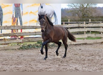 PRE, Stallion, 3 years, 15.2 hh, Can be white