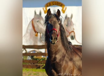 PRE, Stallion, 3 years, 15,2 hh, Can be white