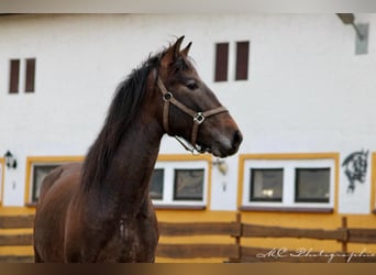 PRE, Stallion, 3 years, 15.2 hh, Can be white