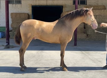 PRE Mix, Stallion, 3 years, 15.2 hh, Champagne