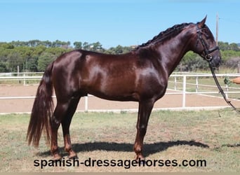 PRE Mix, Stallion, 3 years, 15,2 hh, Chestnut