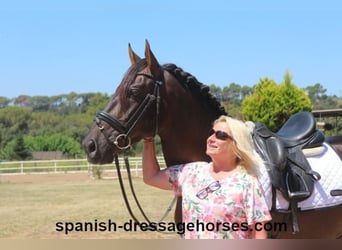 PRE Mix, Stallion, 3 years, 15,2 hh, Chestnut