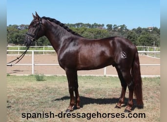 PRE Mix, Stallion, 3 years, 15,2 hh, Chestnut