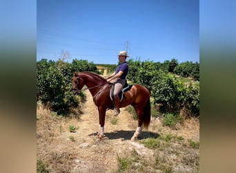 PRE, Stallion, 3 years, 15,2 hh, Chestnut-Red