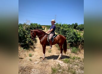 PRE, Stallion, 3 years, 15,2 hh, Chestnut-Red