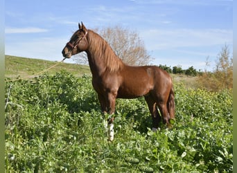 PRE, Stallion, 3 years, 15.2 hh, Chestnut-Red