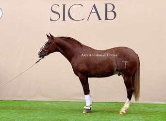 PRE Mix, Stallion, 3 years, 15,2 hh, Chestnut-Red