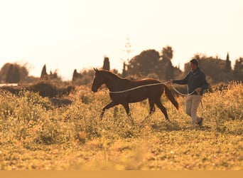 PRE, Stallion, 3 years, 15.2 hh, Chestnut-Red