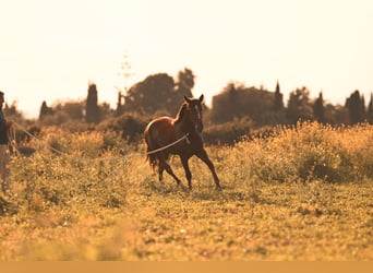 PRE, Stallion, 3 years, 15.2 hh, Chestnut-Red