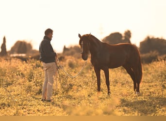 PRE, Stallion, 3 years, 15.2 hh, Chestnut-Red