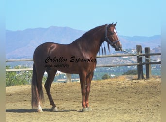 PRE, Stallion, 3 years, 15,2 hh, Chestnut-Red