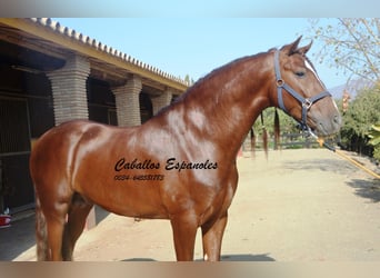 PRE, Stallion, 3 years, 15,2 hh, Chestnut-Red