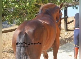 PRE, Stallion, 3 years, 15,2 hh, Chestnut-Red