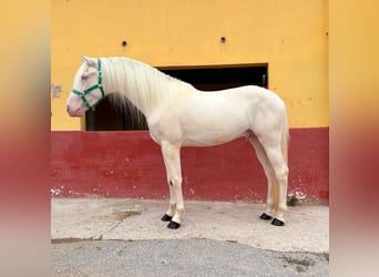 PRE Mix, Stallion, 3 years, 15.2 hh, Cremello
