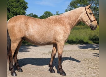 PRE Mix, Stallion, 3 years, 15.2 hh, Dun