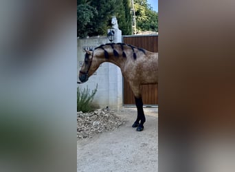 PRE Mix, Stallion, 3 years, 15.2 hh, Dun