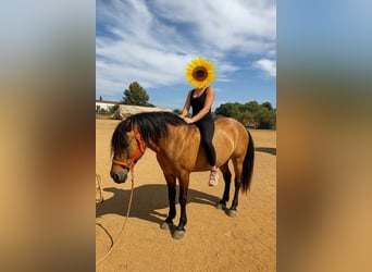 PRE Mix, Stallion, 3 years, 15.2 hh, Dun