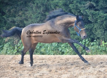 PRE, Stallion, 3 years, 15.2 hh, Dun