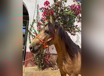 PRE Mix, Stallion, 3 years, 15.2 hh, Dun