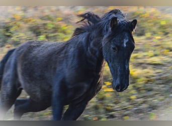 PRE Mix, Stallion, 3 years, 15,2 hh, Gray