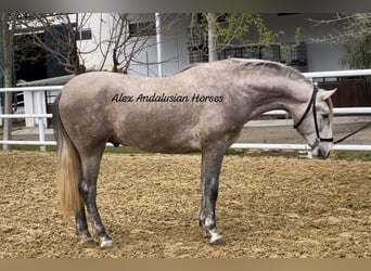 PRE Mix, Stallion, 3 years, 15.2 hh, Gray