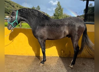 PRE Mix, Stallion, 3 years, 15,2 hh, Gray