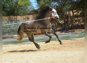 PRE, Stallion, 3 years, 15.2 hh, Gray-Dapple