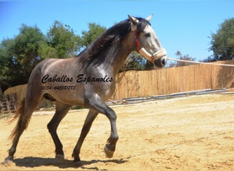 PRE, Stallion, 3 years, 15.2 hh, Gray-Dapple