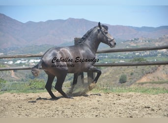 PRE, Stallion, 3 years, 15.2 hh, Gray-Dark-Tan